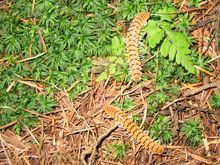 2008년에 나가노현에서 발생한 오비바바야스데