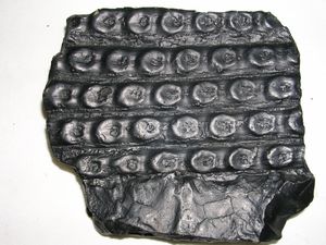 시길라리아 모식표본 복제본 (아 코루냐 대학 소유)