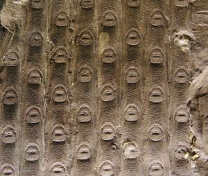 S. notata의 엽흔 확대 사진