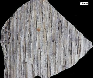 위스콘신 데본기 중반기 지층에서 발견된 석송류 수피 화석의 잎자국 (시길라리아 초기 종으로 추정)