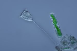 Vorticella (섬모충류) (왼쪽)