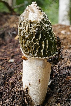 곤충이 덮이지 않은 동일 표본