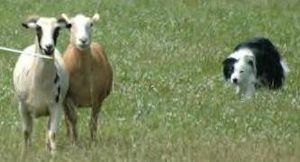 양털을 가지고 작업하는 보더 콜리