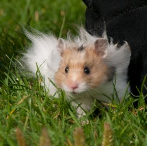 장모종. 장모종 골든햄스터는 테디베어라고 부르기도 한다. 대체로 수컷 장모의 털 길이가 암컷보다 더 길 때가 많다.