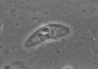 전갱이 Trachurus trachurus 의 담낭에서 발견된 점액포자충 Alataspora solomoni . 이 종은 두 개의 껍질이 바나나 모양으로 배열되어 있으며, 껍질끼리 봉합선의 양쪽에 하나씩 극낭이 있다.