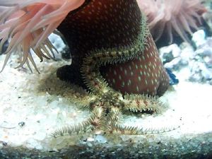 포르투갈 포보아 드 바르짐의 Ophiothrix fragilis 거미불가사리의 분실된 팔 일부