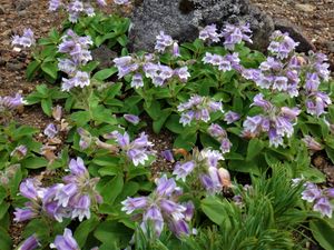 다루마에소우(이와부쿠로)