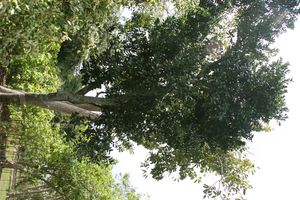 Canella winterana}} (카넬라과)