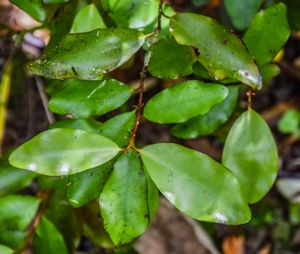 Pseudowintera colorata}} (후추나무과)