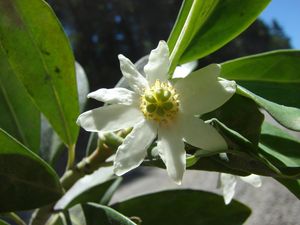 Drimys andina}} (후추나무과)의 꽃