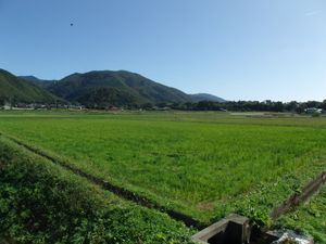 레이와 다이조사이 주기전