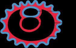 인간 난자의 가장 초기 관찰 단계를 보여주는 그림.1 - 양막강2 - 난황낭3 - 융모막