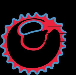 요막의 초기 형성 및 몸통의 분화를 보여주는 그림.1 양막강2 몸통3 요막4 난황낭5 융모막