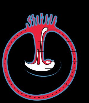 탯줄 발달의 후기 단계를 보여주는 그림.1 태반 융모2 난황낭3 탯줄4 요막5 심장6 소화관7 배아8 양막강