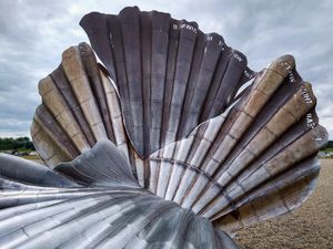 2019년 7월 바다에서 본 Scallop의 세부 모습