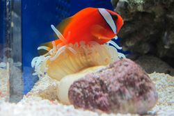 붉은배흰동가리