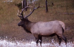 겨울 털을 가진 수컷