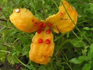 익은 열매가 갈라진 모습(발아 가능한 정도로 익은 씨앗이 보인다)