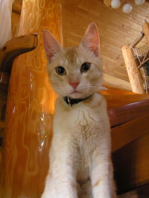 아비시니안과 일본 고양이의 잡종. 양쪽의 특징이 나타난다.