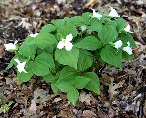 Trillium cernuum와 T.&nbsp;grandiflorum 사이의 불임 잡종