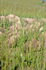 야생 한알밀, 터키 중남부 카라만 주 카라산(Karadag)