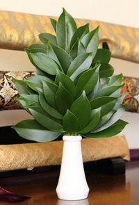 사카키 꽂이에 꽂힌 사카키