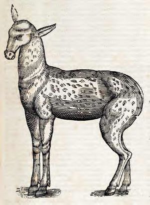 사향 고양이, 1658