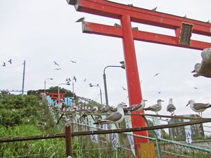 수많은 바다 갈매기(2010년 6월)