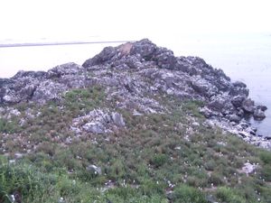 무수히 보이는 흰 점들이 모두 바다 갈매기(2010년 6월)