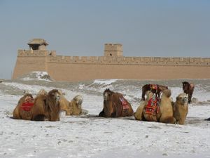 낙타, 말 그리고 만리장성