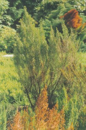 에리카 아르보레아