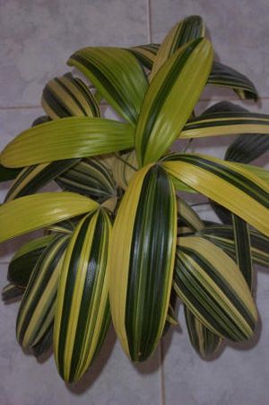 천산백시마천산의 줄무늬와는 별개