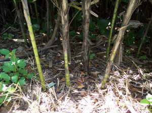 잎집과 노출된 줄기