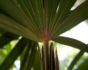 근위(近位) 솜털이 있는 잎의 뒷면 주맥