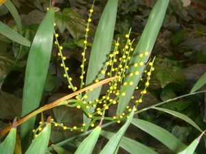 익지 않은 열매