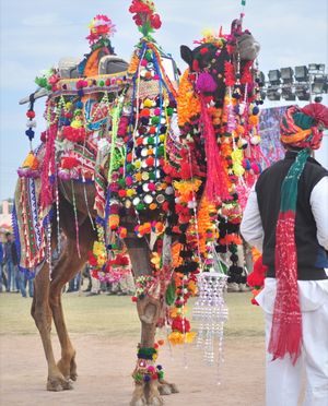국제 낙타 축제