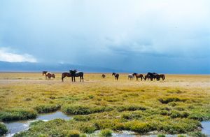 손쿨 근처에서 풀을 뜯는 말