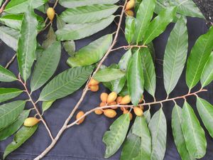 육두구과의 잎과 열매