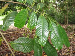 육두구과의 잎과 꽃차례