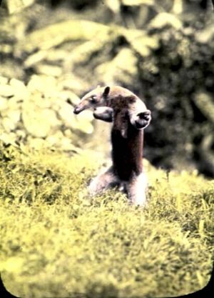 땅늘보와 유사한 자세로 방어 자세를 취하는 것으로 추정되는 땅늘보의 발자국 (뉴멕시코)