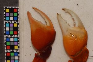 붉은발농게 (왼쪽: 매끄러움)와 갯벌참게 (오른쪽: 입자가 돋보임)의 차이 (후쿠오카현 이토시마시)