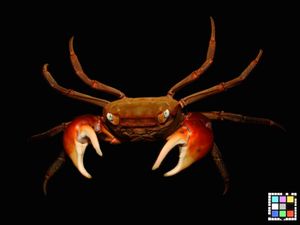 붉은발말똥게 수컷, 정면. 후쿠오카현 이토시마시