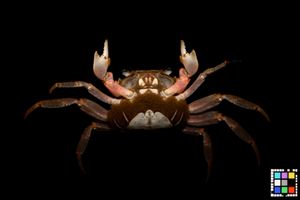 알을 품은 붉은발말똥게 암컷 (후쿠오카현 이토시마시)