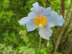 히말라야의 "푸른 양귀비"Meconopsis betonicifolia