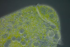 조류 공생체가 있는 Stentor polymorphus