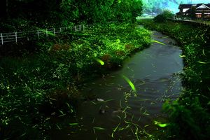 반딧불이(빗추 강, 이야의 구멍 부근)