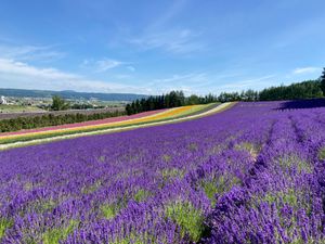 채색 밭(2021년 7월)