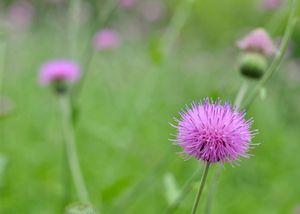 텍사스 자주색 엉겅퀴