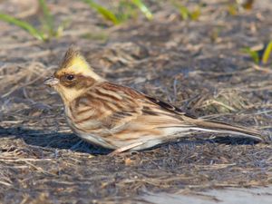 관우가 있는 암컷, 목에서 가슴은 옅은 갈색