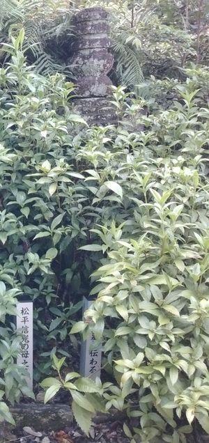 오카자키시 호조지에 남아있는 가메히메의 묘로 전해지는 묘석